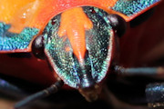 Cotton Harlequin Bug (Tectocoris diophthalmus)